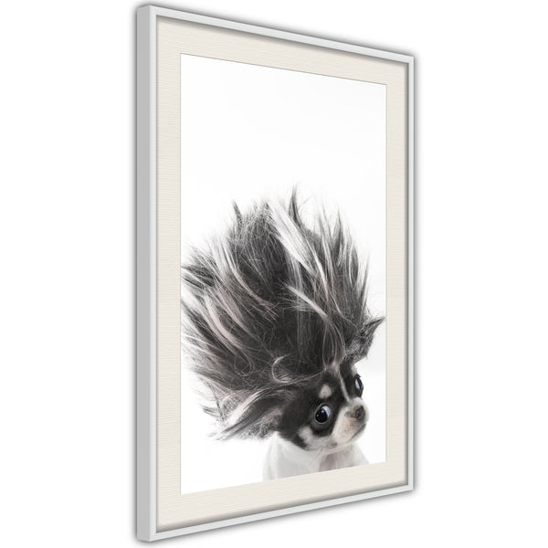 Poster - Funny Chihuahua  - wit passepartout