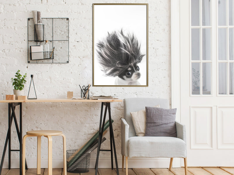 Poster - Funny Chihuahua  - goud