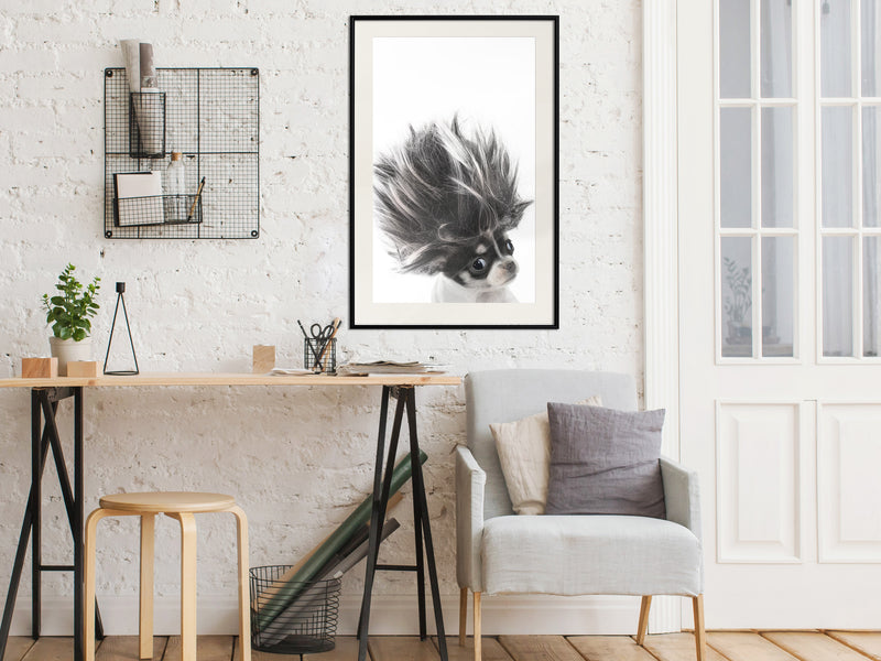 Poster - Funny Chihuahua  - zwart passepartout