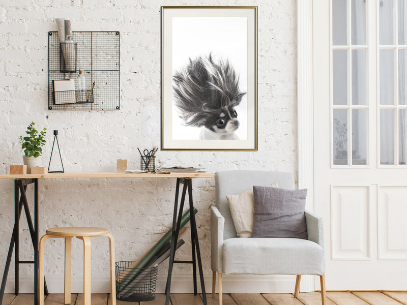 Poster - Funny Chihuahua  - goud passepartout
