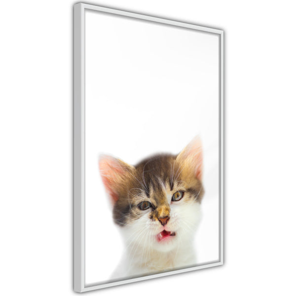 Poster - Funny Kitten  - wit