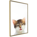 Poster - Funny Kitten  - goud