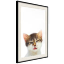 Poster - Funny Kitten  - zwart passepartout