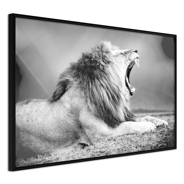 Poster - Yawning Lion  - zwart
