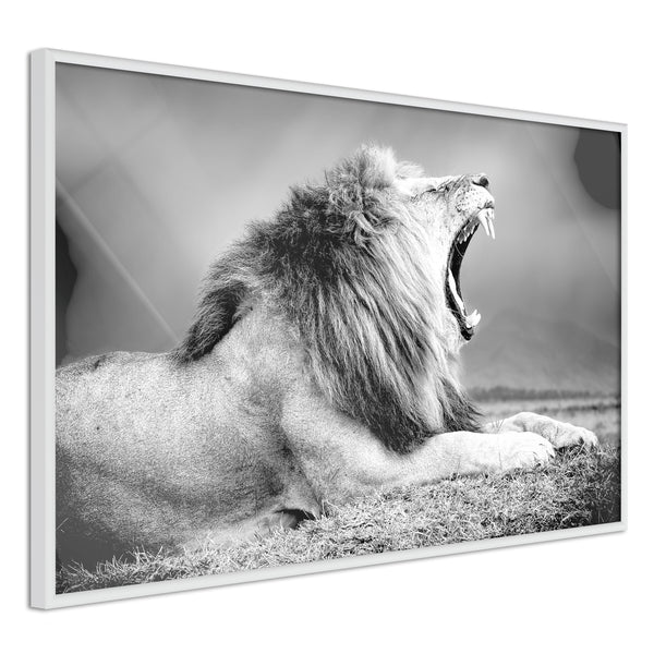 Poster - Yawning Lion  - wit