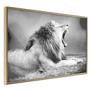 Poster - Yawning Lion  - goud