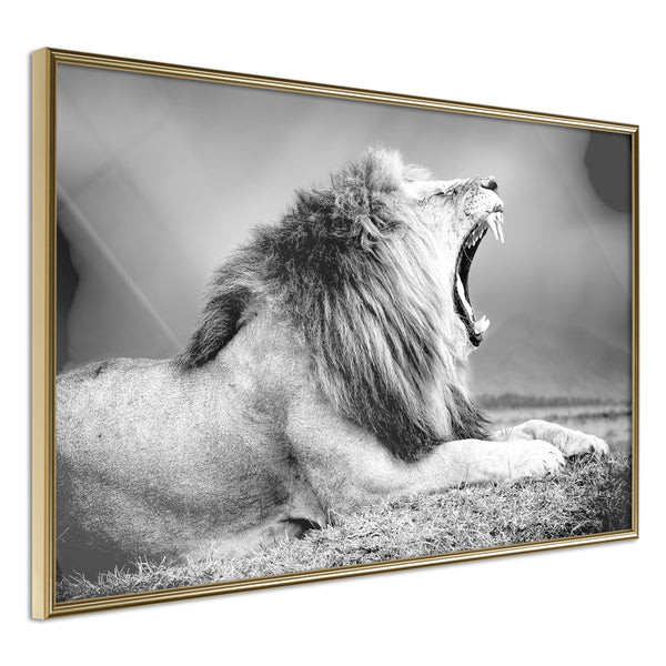 Poster - Yawning Lion  - goud