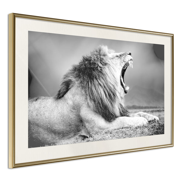 Poster - Yawning Lion  - goud passepartout