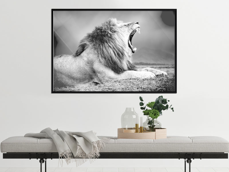 Poster - Yawning Lion  - zwart