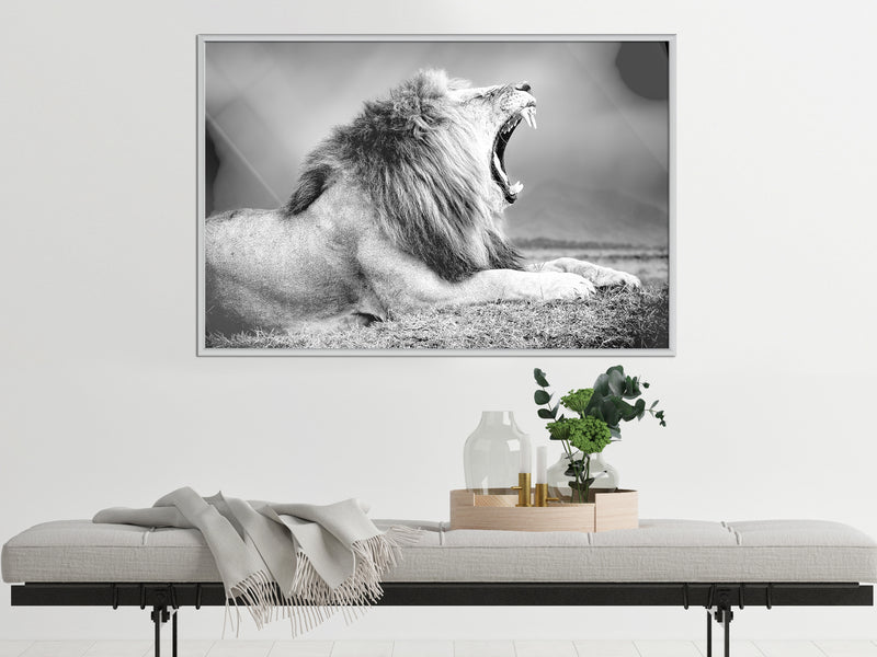 Poster - Yawning Lion  - wit