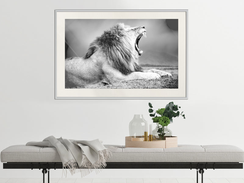 Poster - Yawning Lion  - wit passepartout