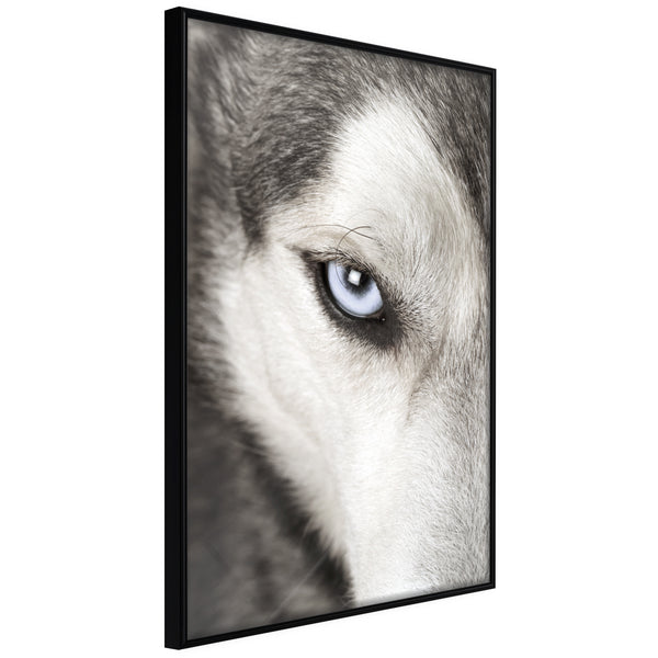 Poster - Azure Eye  - zwart
