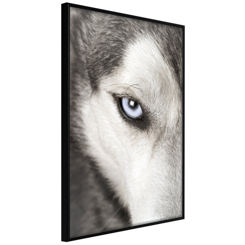 Poster - Azure Eye  - zwart