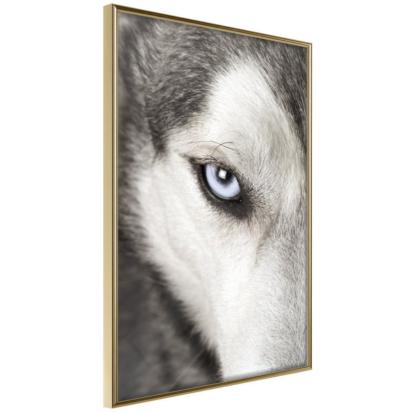 Poster - Azure Eye  - goud