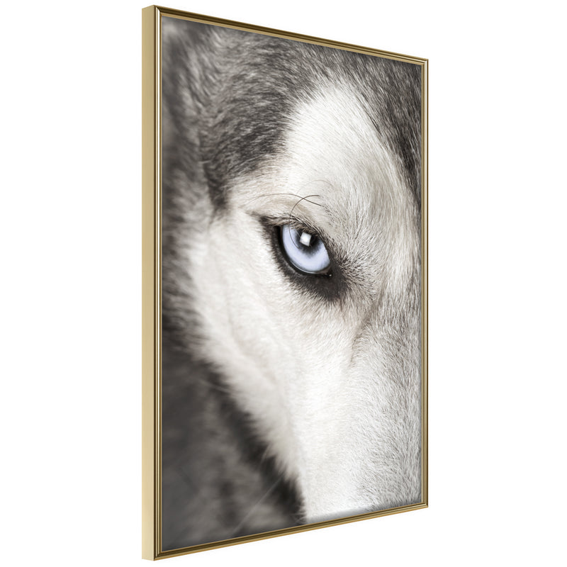 Poster - Azure Eye  - goud