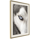 Poster - Azure Eye  - goud passepartout