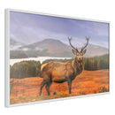 Poster - Majestic Deer  - wit