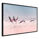 Poster - Flamingos Breaking into a Flight  - zwart