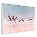 Poster - Flamingos Breaking into a Flight  - wit