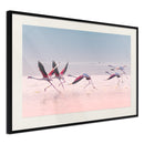 Poster - Flamingos Breaking into a Flight  - zwart passepartout