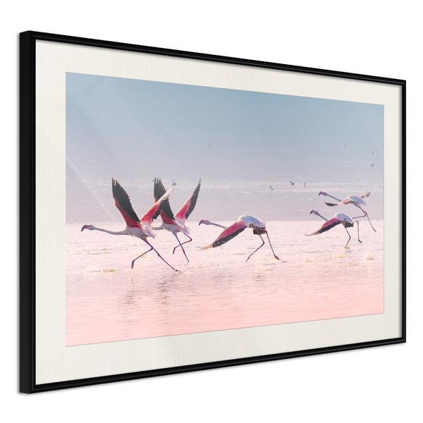 Poster - Flamingos Breaking into a Flight  - zwart passepartout