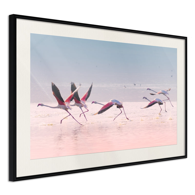Poster - Flamingos Breaking into a Flight  - zwart passepartout