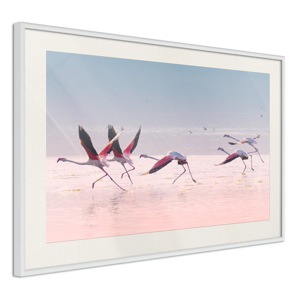 Poster - Flamingos Breaking into a Flight  - wit passepartout