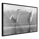 Poster - Black and White Herons  - zwart