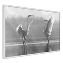 Poster - Black and White Herons  - wit