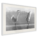 Poster - Black and White Herons  - wit passepartout