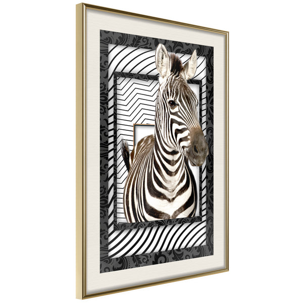 Poster - Zebra in the Frame  - goud passepartout