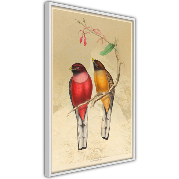 Poster - Ornithologist's Drawings  - wit