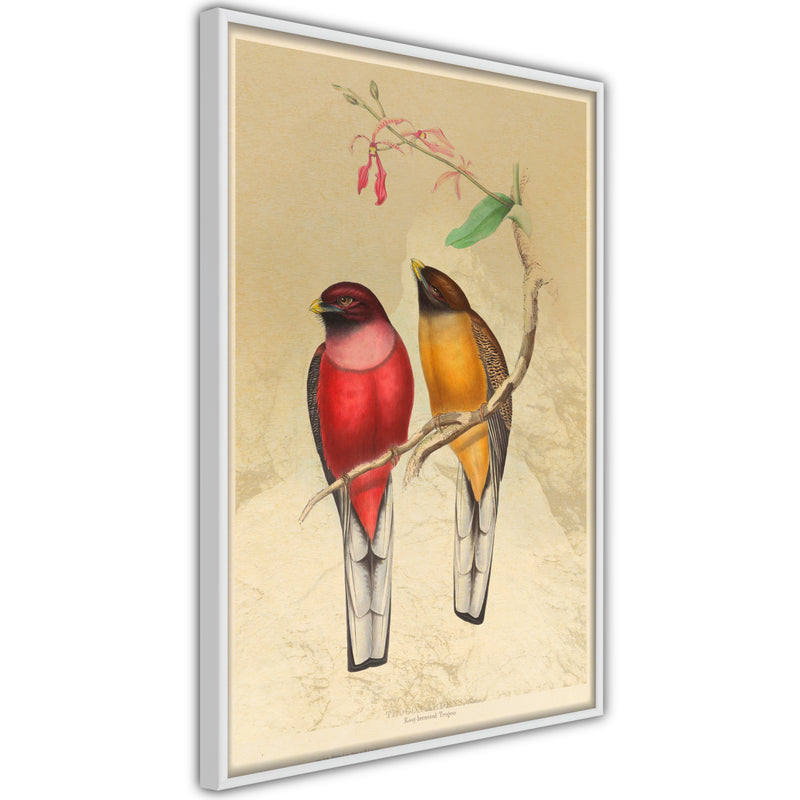 Poster - Ornithologist's Drawings  - wit