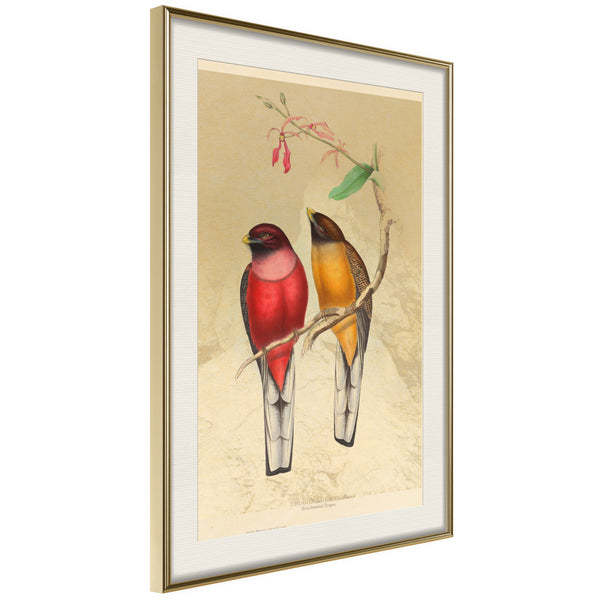 Poster - Ornithologist's Drawings  - goud passepartout