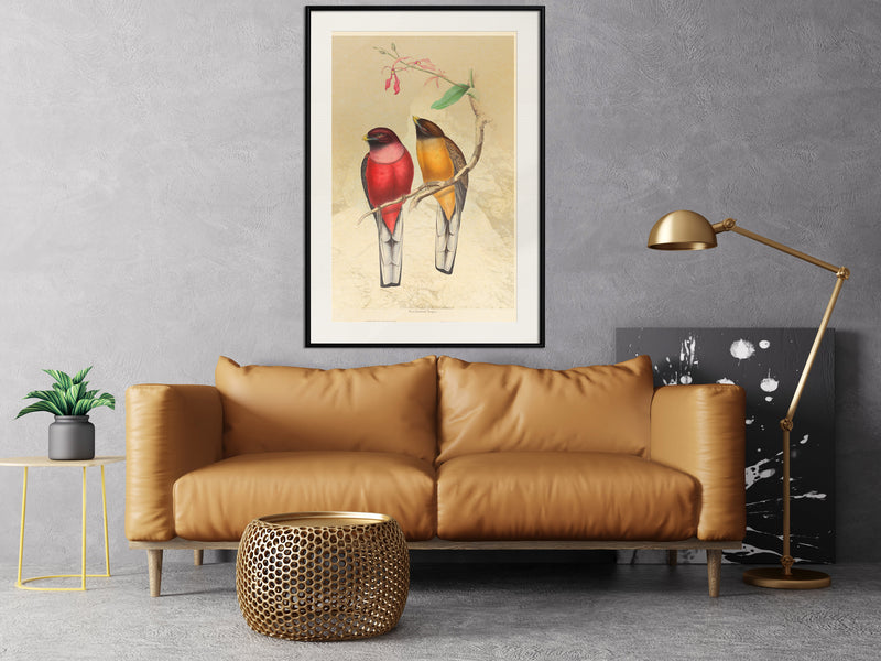 Poster - Ornithologist's Drawings  - zwart passepartout