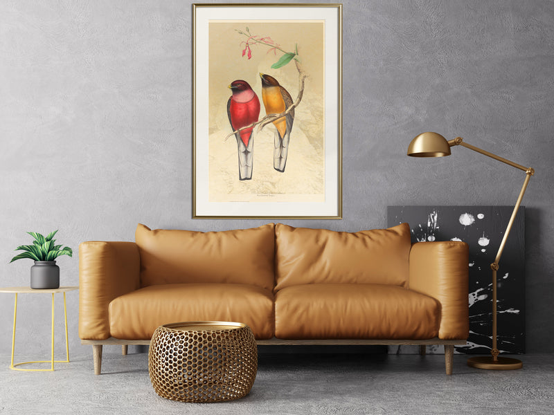 Poster - Ornithologist's Drawings  - goud passepartout