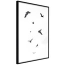 Poster - Birds  - zwart