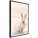 Poster - Curious Rabbit  - zwart