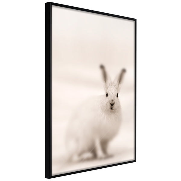 Poster - Curious Rabbit  - zwart