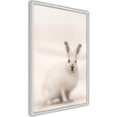 Poster - Curious Rabbit  - wit