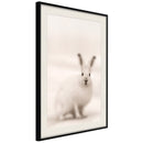 Poster - Curious Rabbit  - zwart passepartout