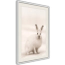 Poster - Curious Rabbit  - wit passepartout