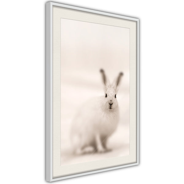 Poster - Curious Rabbit  - wit passepartout