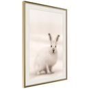 Poster - Curious Rabbit  - goud passepartout