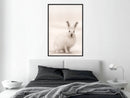 Poster - Curious Rabbit  - zwart