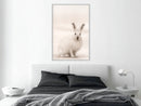 Poster - Curious Rabbit  - wit