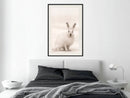 Poster - Curious Rabbit  - zwart passepartout
