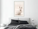 Poster - Curious Rabbit  - wit passepartout