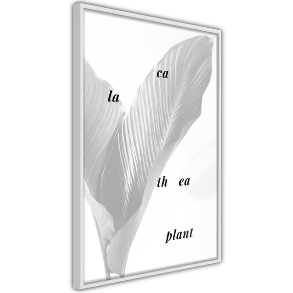 Poster - Calathea Leaves  - wit