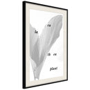 Poster - Calathea Leaves  - zwart passepartout